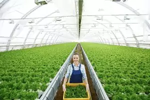 Blanchiment de serres par drone